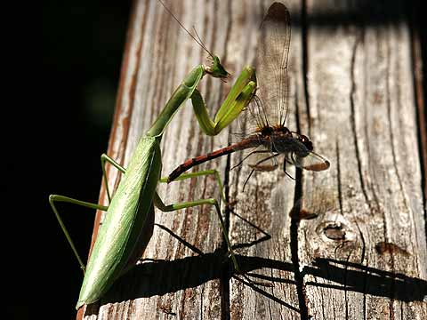 日だまりのカマキリの狩り