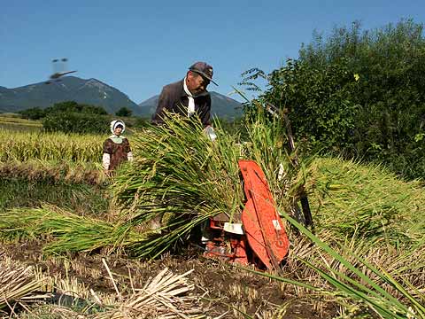 稲刈り