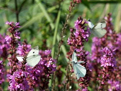 ミソハギに群れるモンシロチョウ