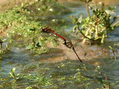 アキアカネの産卵