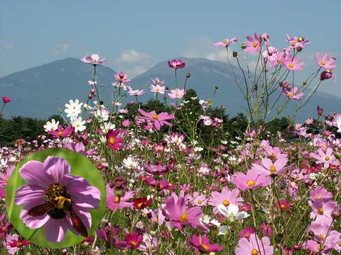 コスモスと浅間山