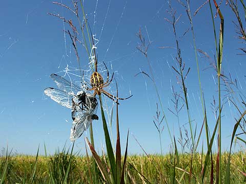 クモに捕らわれたシオカラトンボ