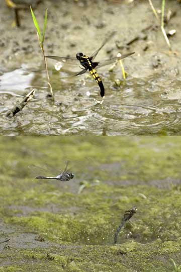 オオシオカラトンボとシオカラトンボの産卵