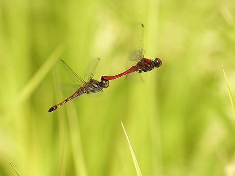ナツアカネの産卵
