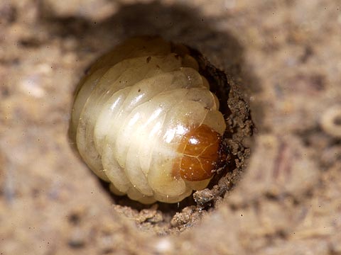 ゾウムシの幼虫