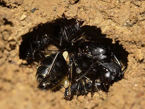 クロオオアリの女王