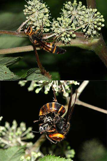 スズメバチの食事