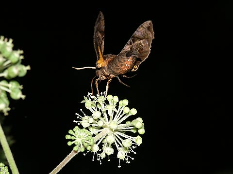 ホシヒメホウジャク