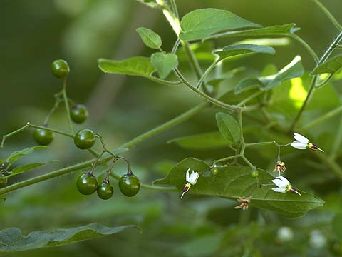 ヒヨドリジョウゴ