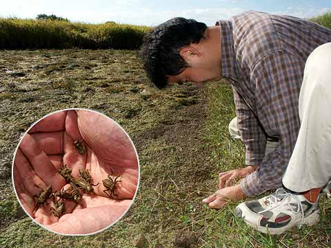 水がなくなった水田では