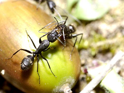 クロオオアリの挨拶