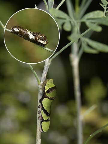 ルーについたアゲハとオナガアゲハ