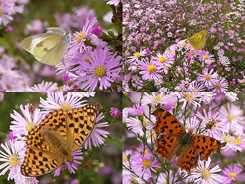 クジャクアスターに集まるチョウたち