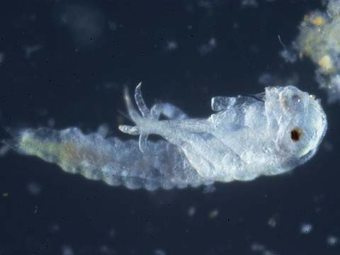 シオカラトンボの前幼虫