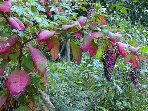 ヨウシュヤマゴボウ