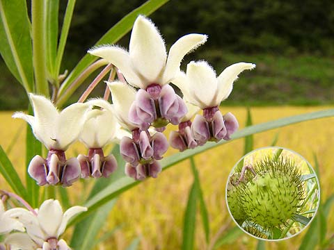 フウセントウワタの花と実