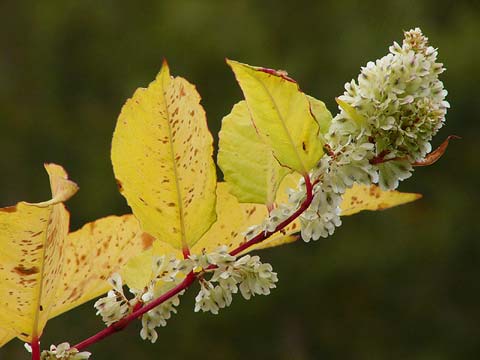 イタドリの花と黄ばんだ葉