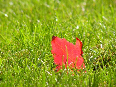 カエデの落ち葉