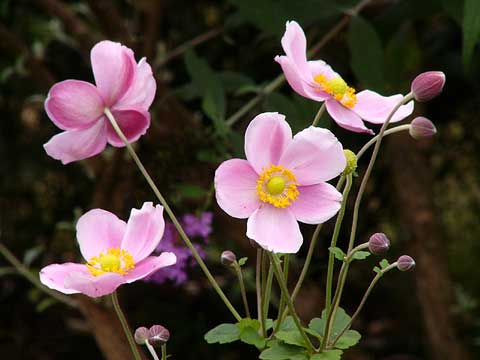 シュウメイギク