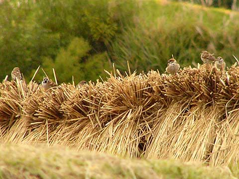 スズメと稲