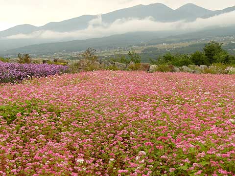 赤いソバ畑