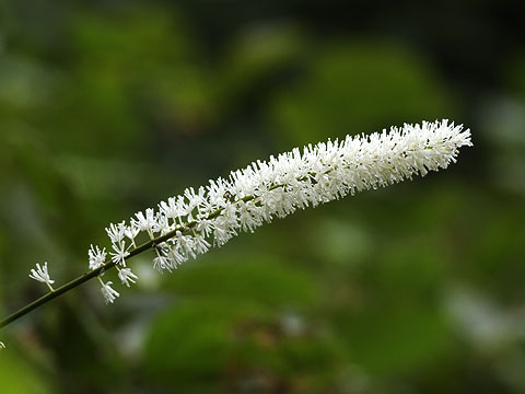 サラシナショウマ