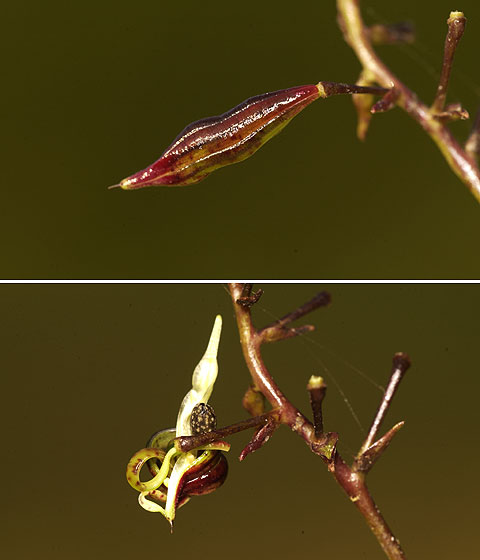 ツリフネソウの実