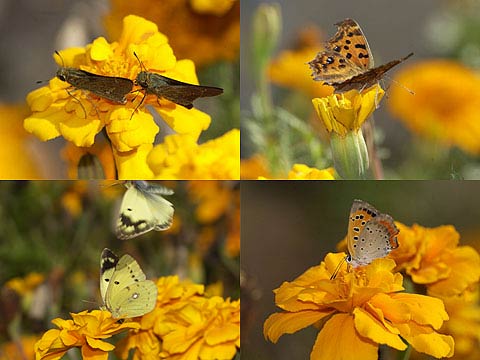 マリーゴールドのチョウ