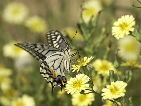 アキノノゲシとキアゲハ