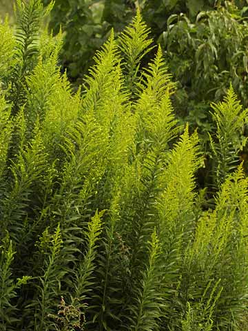 セイタカアワダチソウはもうすぐ