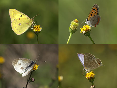 センダングサの蜜を吸うチョウ