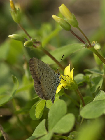 カタバミとヤマトシジミ