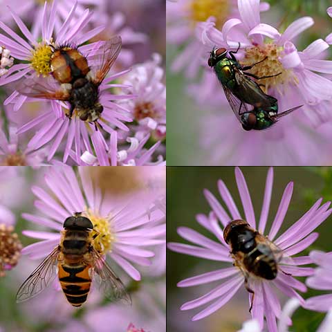 アスターに集まるアブの仲間