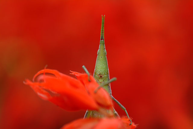 オンブバッタ(S2Proの試写)