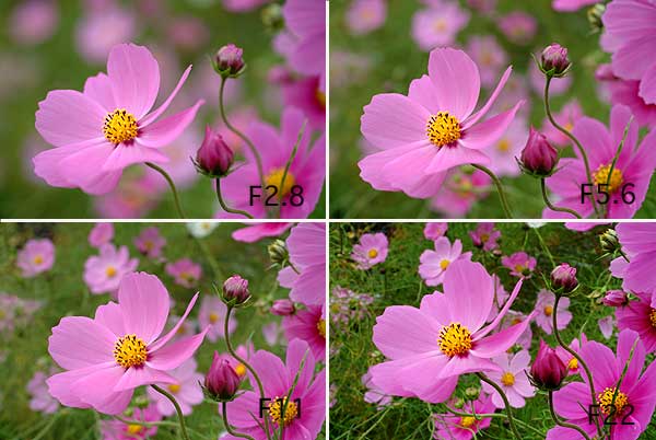 コスモス（デジカメミニ講座）