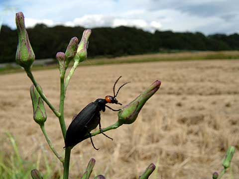 マメハンミョウ