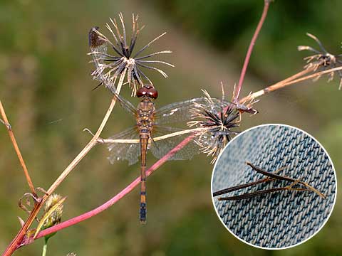 センダングサにつかまったトンボ