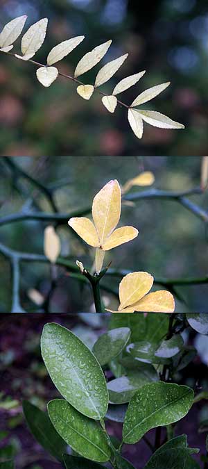 カラタチとサンショウの黄葉