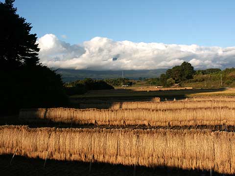 稲刈りの終わった田