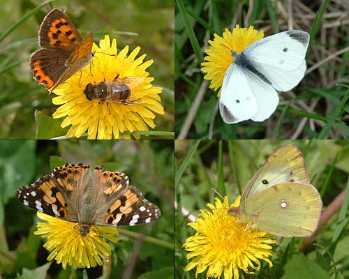 タンポポに来たチョウ