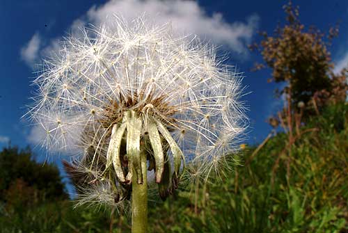 タンポポの綿毛