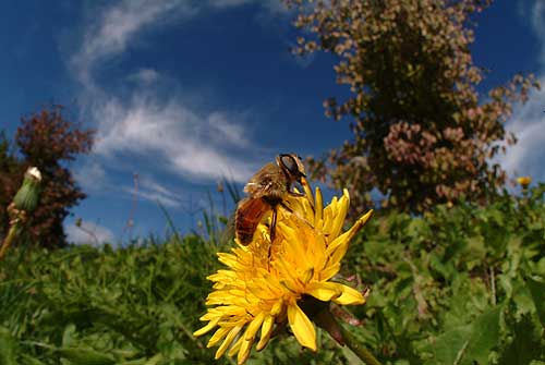 タンポポとハナアブ
