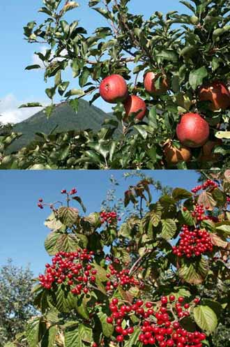 赤い実（ガマズミとリンゴ）