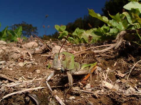 トノサマバッタ