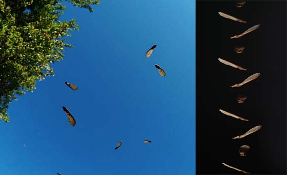 カエデの実が舞う