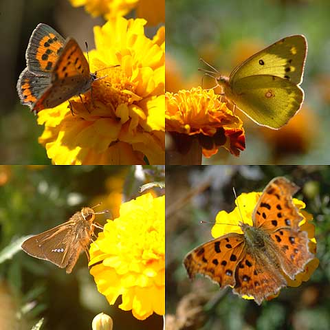 マリーゴールドに集まるチョウ