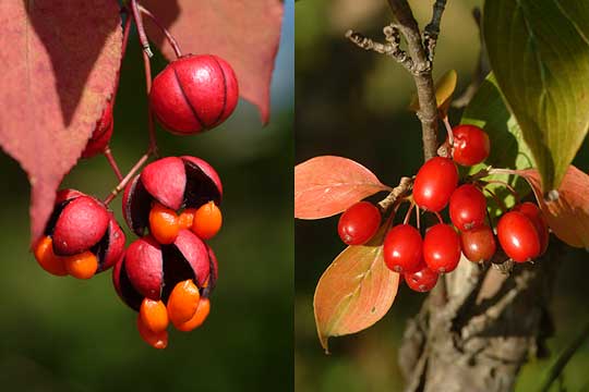 マユミとサンシュユの赤い実