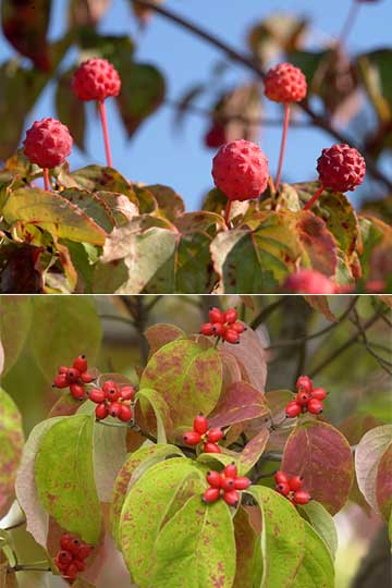 ヤマボウシとハナミズキの赤い実