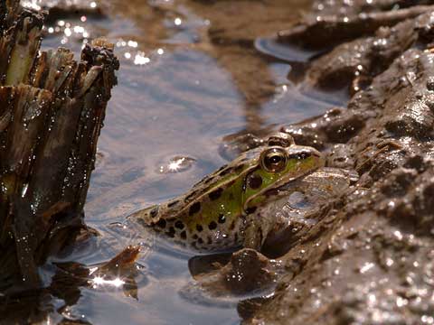 トンボを食べるダルマガエル