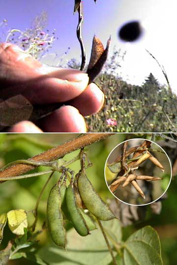 はじけるヤブマメ